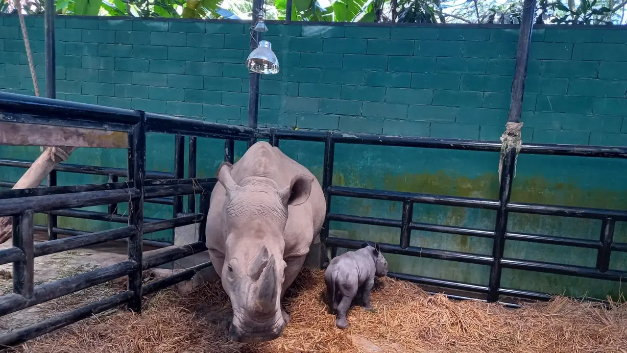 Badak Putih Afrika melahirkan anakan baru pada Jumat (7/4/2023) sekitar pukul 19.59 WIB.