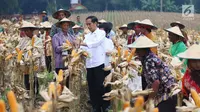 Presiden Joko Widodo (Jokowi) berdialog dengan petani saat panen raya jagung di Perhutanan Sosial, Ngimbang, Tuban, Jawa Timur, Jumat (9/3). Kegiatan ini merupakan rangkaian kunjungan kerja di Jawa Timur. (Liputan6.com/Angga Yuniar)