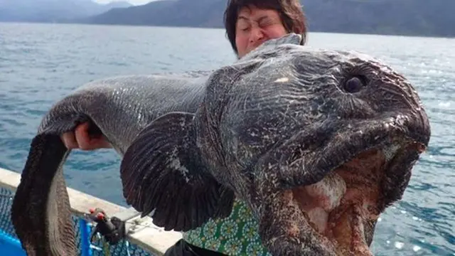Ikan tersebut dikenal sangat menakutkan dengan kepala besar dan mulut menganga.