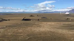 Puluhan paus pilot mati terdampar di di Pantai Snaefellsnes Peninsula, Islandia Barat (18/7/2019). Paus mati tersebut diyakini berenang ke darat kemudian mati karena dehidrasi. (David Schwarzhans via AP)