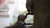Seekor monyet berusaha mencari air di negara bagian Uttar Pradesh, India (AP Photo)