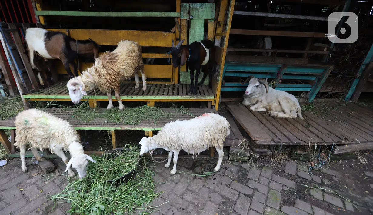 Sejumlah kambing memakan rumput di kios hewan ternak kawasan Buaran, Jakarta Timur, Jumat, (10/6/2022). Debri, salah satu pedagang kambing di kios hewan Buaran memasok kambing dengan harga Rp 2,5 juta sampai Rp 7 jutaan. (Liputan6.com/Johan Tallo)