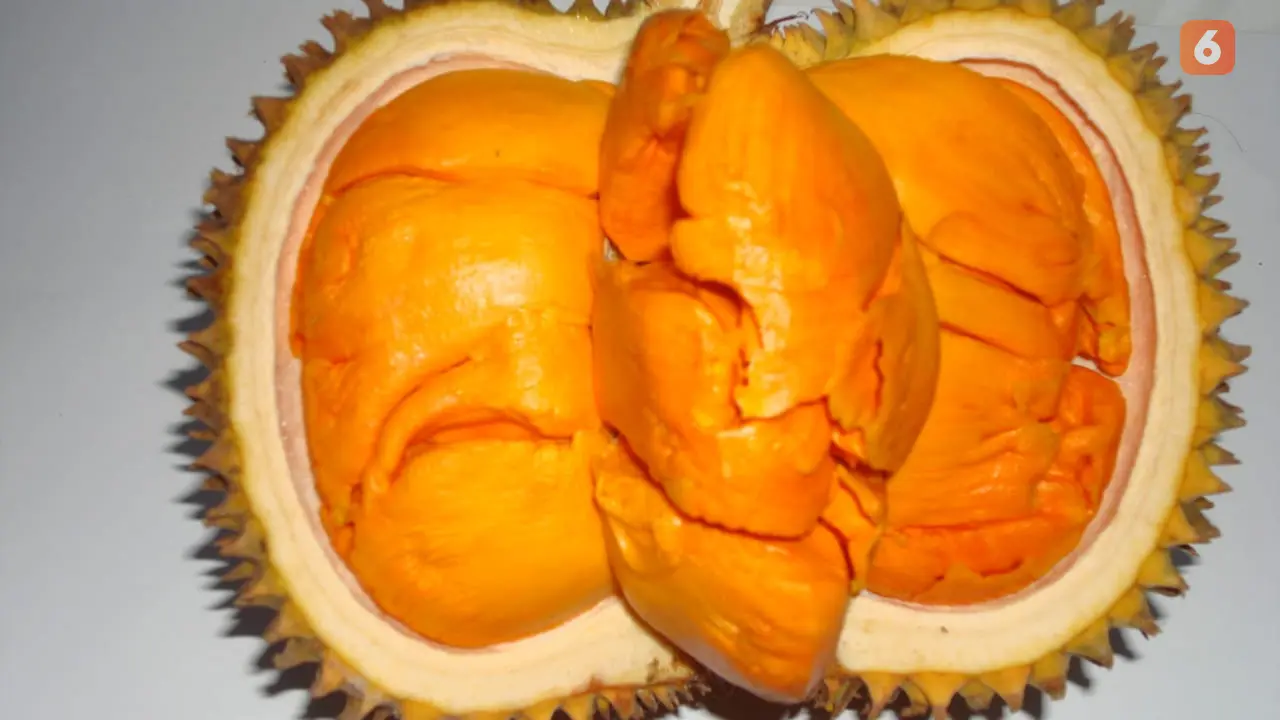 Buah Elai Mahakam