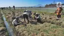 Petani menjemur bawang merah hasil panen di kawasan Leces Probolinggo, Jawa Timur, Minggu (29/8/2021). Turunnya harga bawang merah disebabkan melimpahnya hasil panen para petani dari berbagai kawasan di Pulau Jawa. (merdeka.com/Arie Basuki)