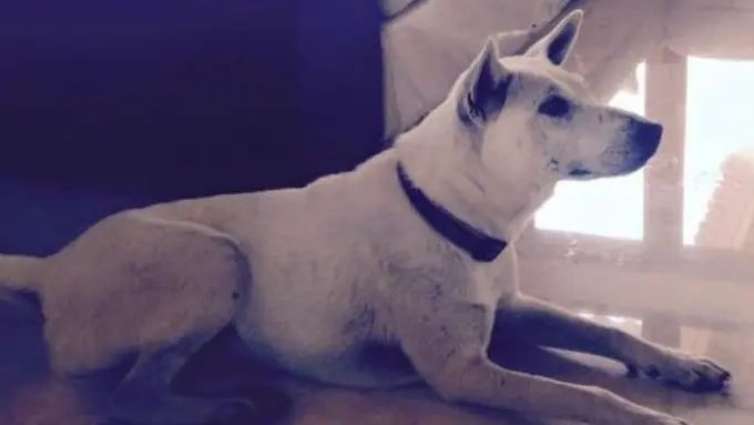 Kisah Anjing Dari Bali yang Bikin Dunia Menitikkan Air Mata