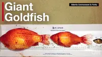 Ikan Mas Bisa Jadi `Mutan` saat Dibuang