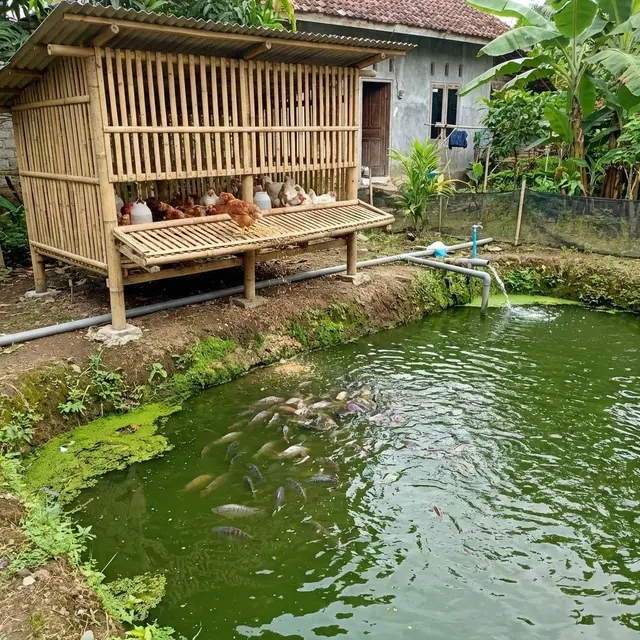 Ide Usaha Ternak Ayam dan Ikan Terpadu Satu Lahan