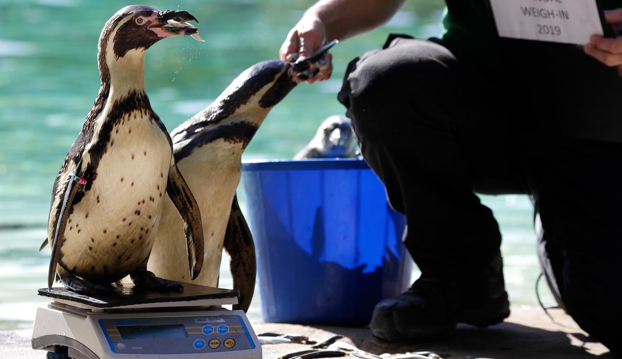 Penguin Humboldt berdiri di atas timbangan selama penimbangan tahunan Kebun Binatang London, Kamis (22/8/2019). Sekitar 650 spesies yang berbeda ditimbang satu persatu sebagai cara utama untuk memantau kesejahteraan penghuni kebun binatang secara keseluruhan. (AP/Kirsty Wigglesworth)