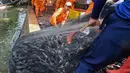 Upaya tersebut dilakukan sebagai bagian dari pengendalian populasi ikan sapu-sapu yang dinilai semakin mendominasi perairan di wilayah Ibu Kota. Tampak dalam foto, Petugas Penanganan Prasarana dan Sarana Umum (PPSU) mengangkat jaring berisi ikan sapu-sapu di kawasan Setu Babakan, Jakarta Selatan, Jumat (17/4/2026). (merdeka.com/Arie Basuki)