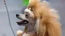 Seekor anjing pudel bersiap untuk mengikuti kompetisi Dog Show di Dortmund, Jerman, (13/10). Kompetisi ini akan berlangsung sampai 15 Oktober 2017. (AP Photo / Martin Meissner)