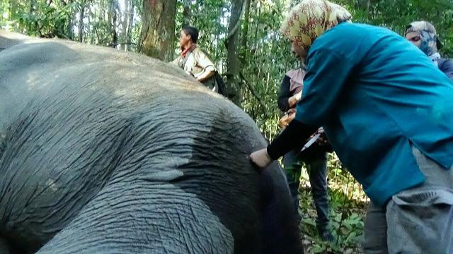 Gajah sakit yang pernah ditangani tim medis BBKSDA Riau karena terpisah dari kawanannya.