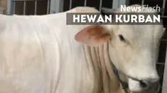 Niat warga Desa Karya Indah, persisnya di Kilometer 11 Jalan Garuda Sakti, Pekanbaru, Riau, menikmati daging hewan kurban dengan cukup, pupus. Satu ekor sapi yang hendak disembelih mengamuk dan melarikan diri.