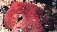 Octopus macropus. (Sumber National Oceanic and Atmospheric Administration (NOAA)/Mohammed Al Momany)
