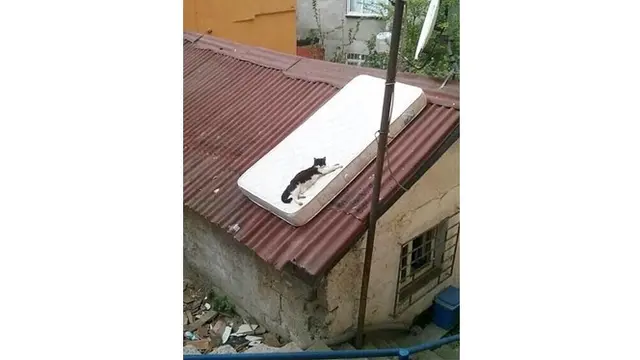 6 Momen Nyeleneh di Atap Rumah Ini Bikin Tepuk Jidat
