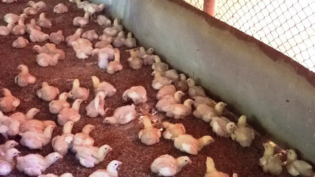 Ayam Herbal