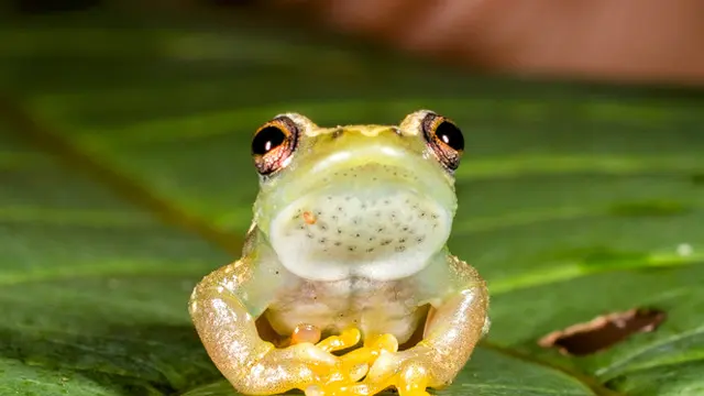 Katak Bisu