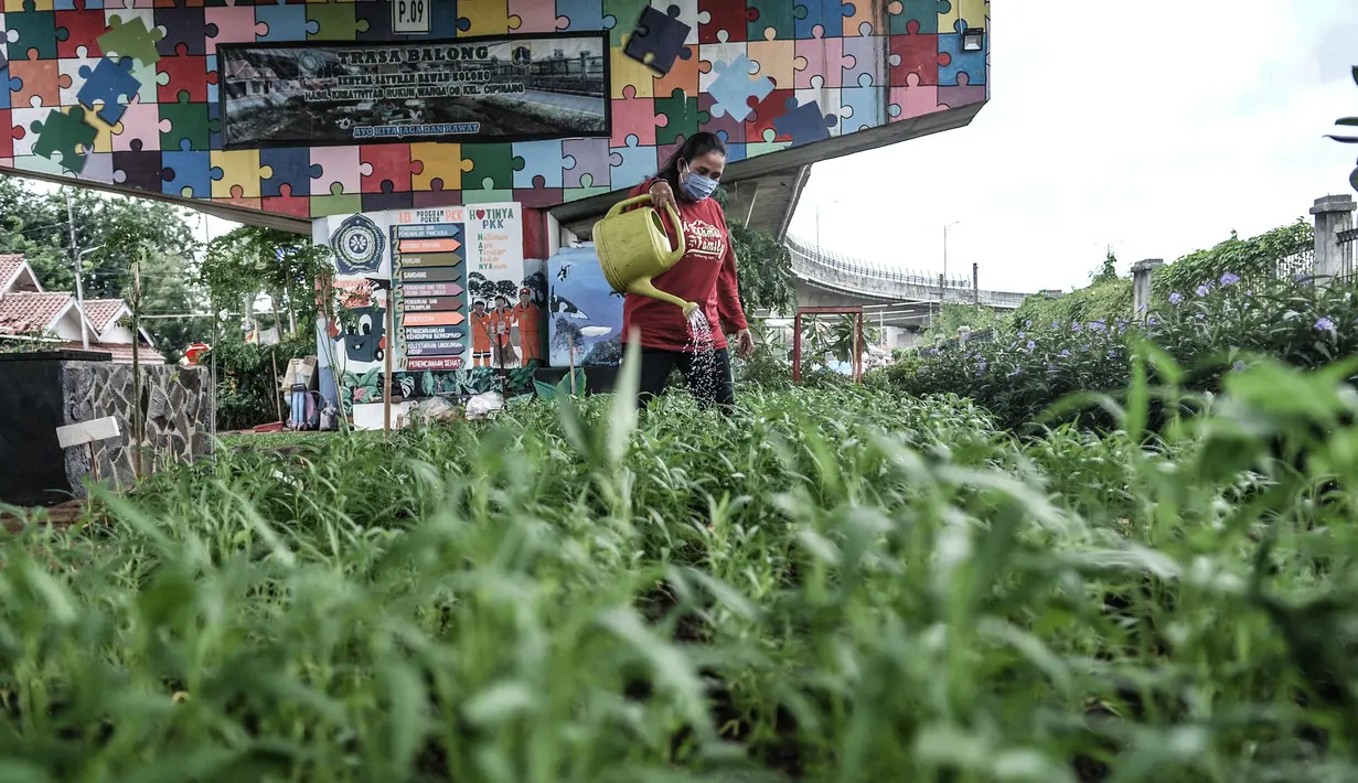 Warga melakukan perawatan taman sayur di kolong flyover Cipinang, Jakarta, Senin (1/2/2021). Atas inisiasi PPSU Kelurahan Cipinang dibantu warga setempat, lahan kosong di bawah flyover tersebut disulap menjadi ruang terbuka hijau dan area interaksi warga. (merdeka.com/Iqbal S. Nugroho)