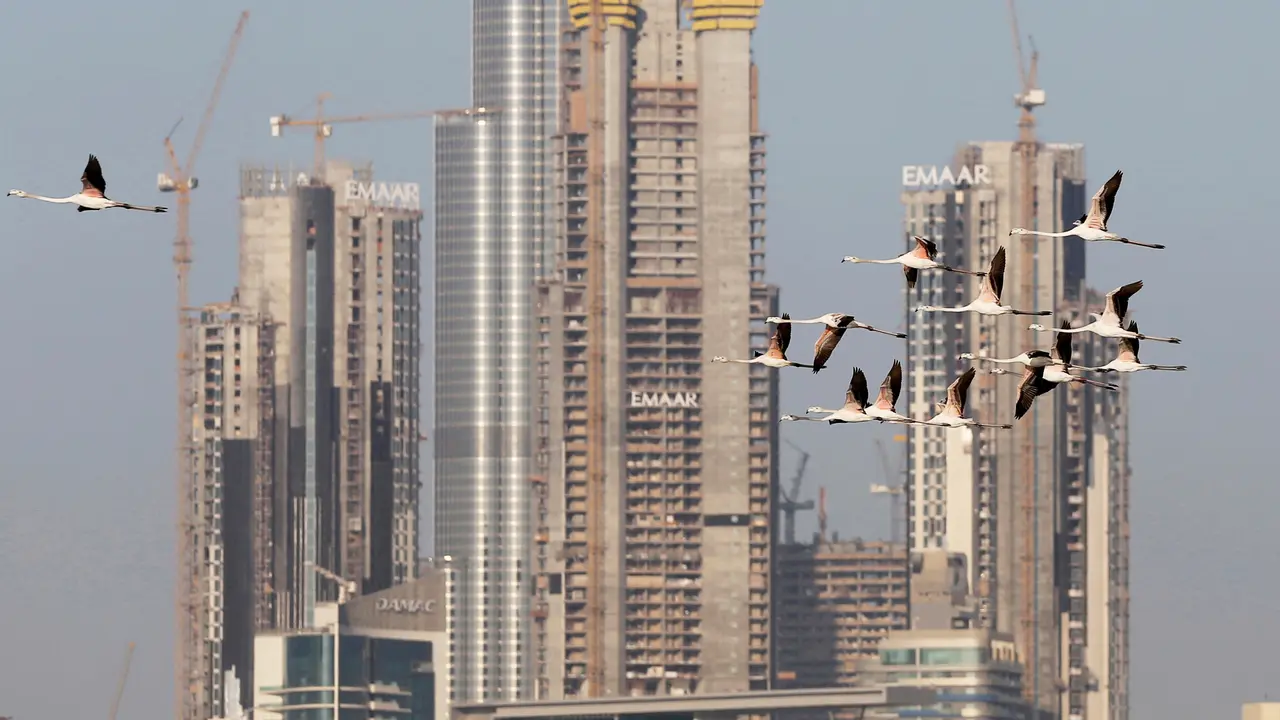 Melihat Habitat Flamingo di Tengah Mewahnya Kota Dubai