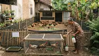 Cara Ternak Ayam Kampung di Halaman Rumah Tanpa Bangunan Permanen, 12 Langkah Strategis untuk Pemula