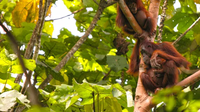 Taman Nasional untuk Melihat Orangutan