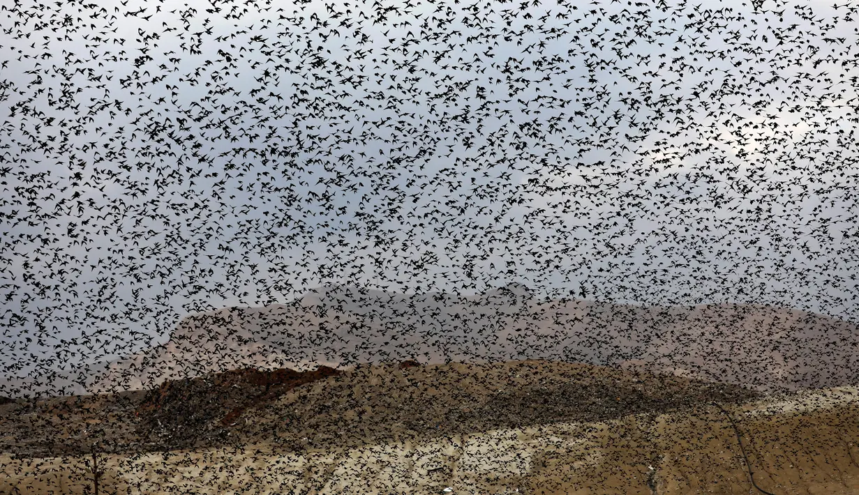 Gambar pada 2 Januari 2020 memperlihatkan migrasi burung jalak terbang berkelompok sebelum hinggap untuk beristirahat di wilayah Jordania, Tepi Barat. Fenomena ini disebut murmuration, yakni ketika kawanan besar burung migran membentuk pola penerbangan. (MENAHEM KAHANA/AFP)