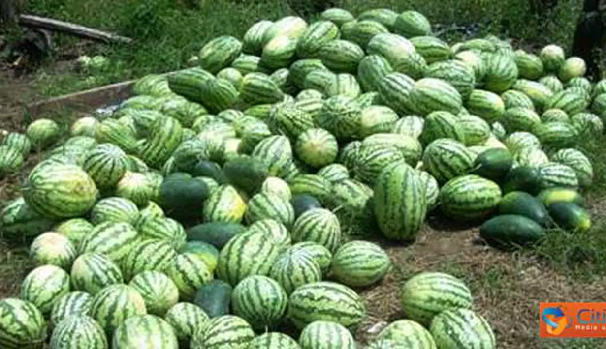 Citizen6, Riau: Masyarakat Dusun Sepadan Makmur, Desa Sei Meranti, Kecamatan Torgamba, Kabupaten Labuhan Batu Selatan, harus membayar 500 ribu untuk mengeluarkan hasil panen mereka lantaran terhalang oleh palang PT Sumatera Riang Lestari. (Pengirim: Nasir