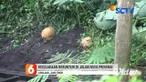 Truk bermuatan pasir terperosok dalam jurang setelah terlibat kecelakaan beruntun di Jalan Raya Provinsi, Desa Wonoayu, Kecamatan Ranuyoso, Lumajang, Jawa Timur, Rabu (17/6). Kecelakaan beruntun itu bermula saat minibus, Xenia berwarna putih melaju k...