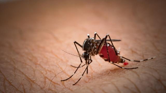 Nyamuk chikungunya