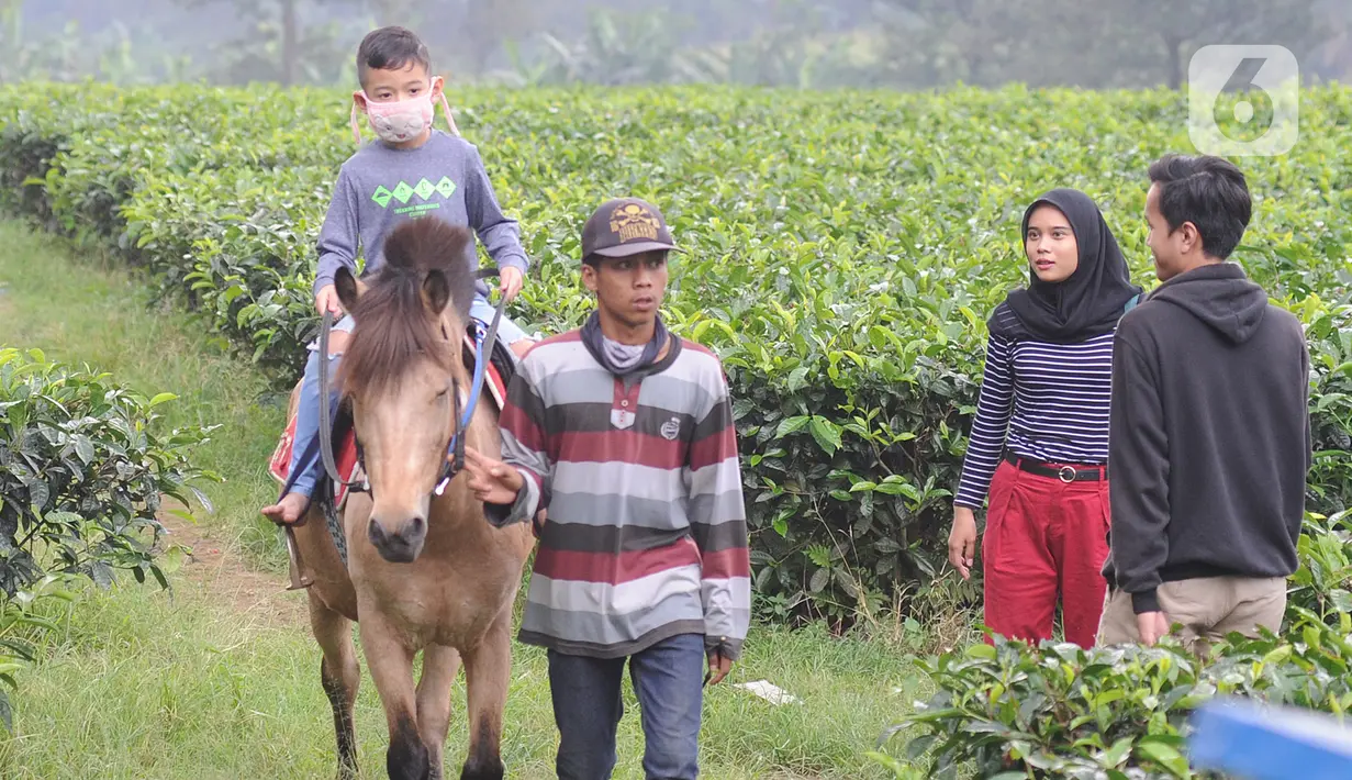Warga berkuda saat berkeliling kebun teh di pinggir jalan raya yang menghubungkan Bogor-Cianjur di kawasan Gunung Mas, Puncak, Jawa Barat, Minggu (17/5). Kegiatan ngabuburit atau menunggu waktu berbuka puasa ini melanggar aturan PSBB karena mengundang kerumunan massa. (merdeka.com/Arie Basuki)