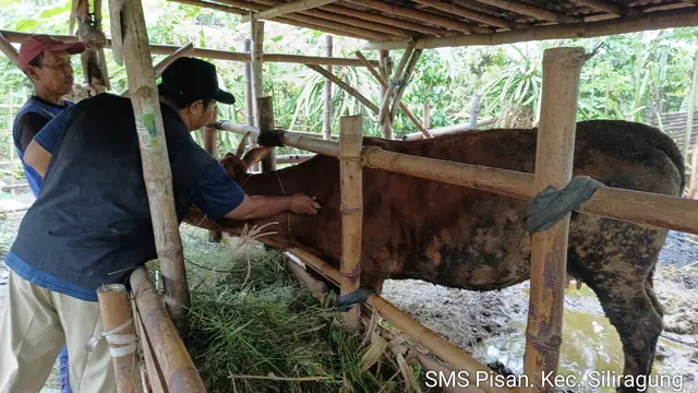 Pemkab Banyuwangi Genjot Produktivitas Sapi Indukan Melalui Program SMS PISAN