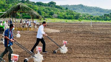 Presiden Jokowi melakukan penanaman jagung bersama masyarakat di Kabupaten Belu, Provinsi Nusa Tenggara Timur