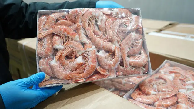 KKP mengamankan 1.048 ton udang impor asal Kanada, Argentina, dan Ekuador yang masuk secara ilegal ke pasar lokal Jawa Timur. (Dok KKP)