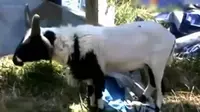 Kambing Tanduk Empat untuk Kurban Dibanderol Rp 50 Juta