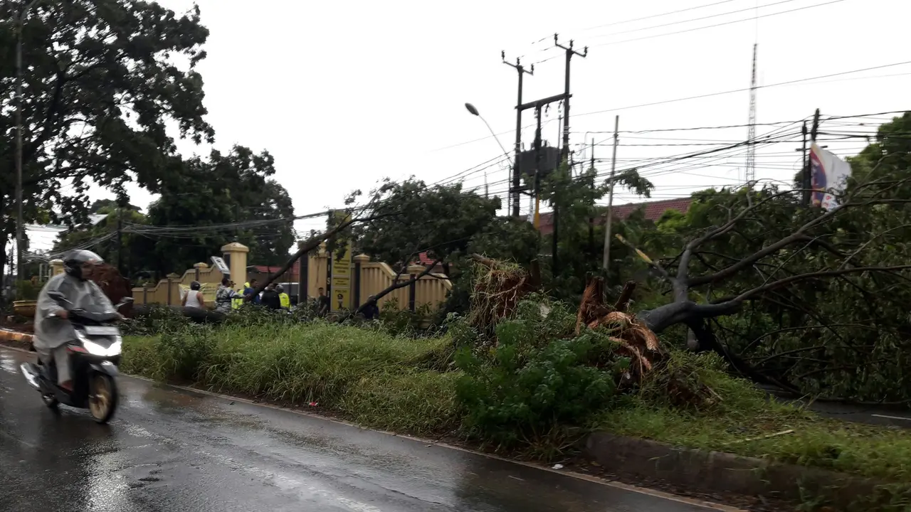 Pohon tumbang melintang tak jauh dari Mapolsek Cileungsi. (Liputan6.com/Achmad Sudarno)