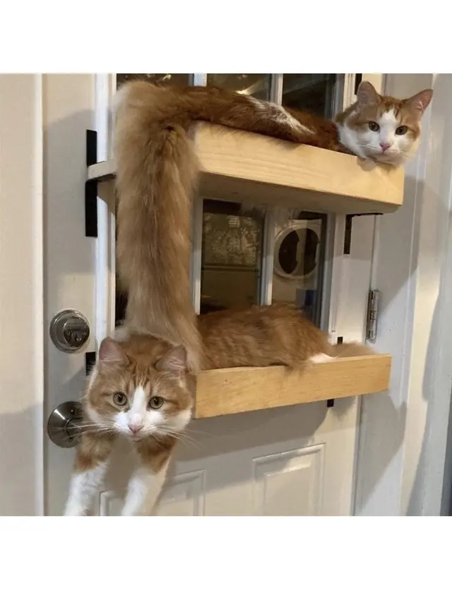 6 Ilusi Optik Kucing Oren Ini Bikin Kamu Lihat Dua Kali, Awas Bingung