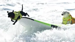 Seekor anjing melompat dari papan seluncurnya saat kompetisi tahunan City Surf Dog di Huntington Beach, California, Sabtu (29/9). Selain solo surfing, terdapat juga tandem surfing baik dengan anjing lainnya maupun dengan pemiliknya (AFP/Frederic J. BROWN)
