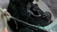 Gorila betina melahirkan bayi pertamanya di Kebun Binatang Praha.