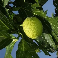 buah sukun (wikipedia.org)