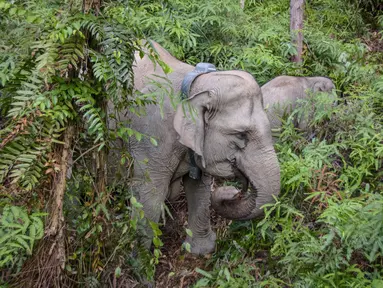 Dalam foto yang diambil pada 6 November 2025, seekor gajah betina liar Sumatra yang dilengkapi dengan kalung GPS oleh Pusat Konservasi Sumber Daya Alam Riau (BBKSDA Riau) meninggalkan area bersama anaknya setelah dibius untuk pemasangan kalung GPS di kawasan konservasi Tesso Tenggara, Kabupaten Pelalawan, Riau. Balai Besar Konservasi dan Sumber Daya Alam (BB KSDA) Provinsi Riau melakukan pemasangan kalung pelacak atau Global Positioning System (GPS) Collar pada salah satu individu gajah liar. (Wahyudi/AFP)