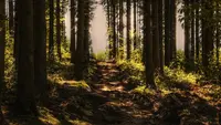 12 Negara dengan Hutan Terluas di Dunia, Indonesia Berada di Posisi Berapa?