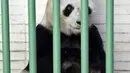 Shuan Shuan, panda raksasa wanita (Ailuropoda melanoleuca) terlihat selama pemeriksaan fisik di kebun binatang Chapultepec, Mexico City (12/2/2020). Xin Xin dan Shuan Shuan merupakan dua spesimen Hewan yang lahir di Meksiko dan satu-satunya di dunia yang tidak dimiliki China. (AFP/Alfredo Estrella)