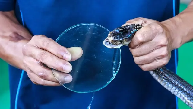 Obati Gigitan Ular dengan Antibisa Ular