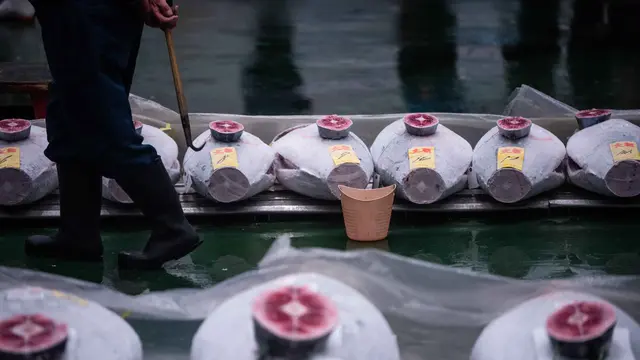 Melihat Lebih Dekat Lelang Tahunan Ikan Tuna Sirip Biru di Pasar Toyosu Tokyo