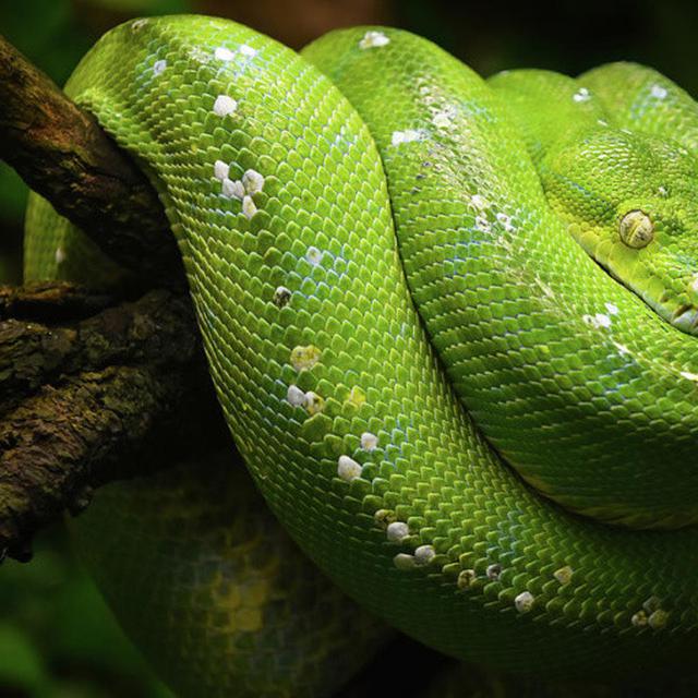 Gambar Ular Sanca Hijau 