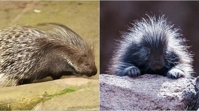 6 Potret Bayi Hewan yang Jarang Diketahui Bentuknya, Lucu hingga Seram Sejak Lahir