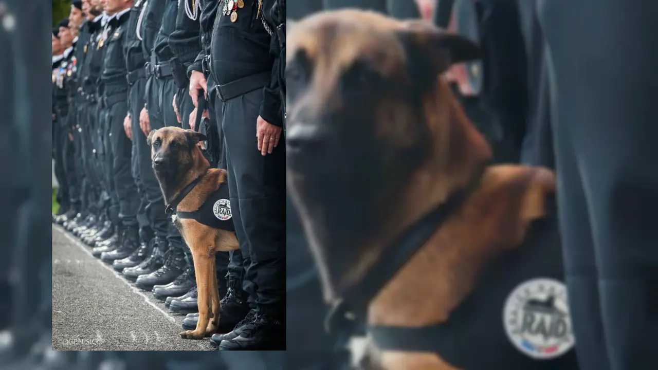 Anjing Tim Anti-Teror Prancis Tewas Saat Buru Bomber Paris