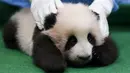 Bayi panda raksasa betina berusia 3 bulan dipamerkan pertama kalinya di Nasional Zoo, Kuala Lumpur, Malaysia, Selasa (17/11). Panda tersebut terlahir dari pasangan panda Liang Liang dan Xing Xing. (REUTERS/Olivia Harris)