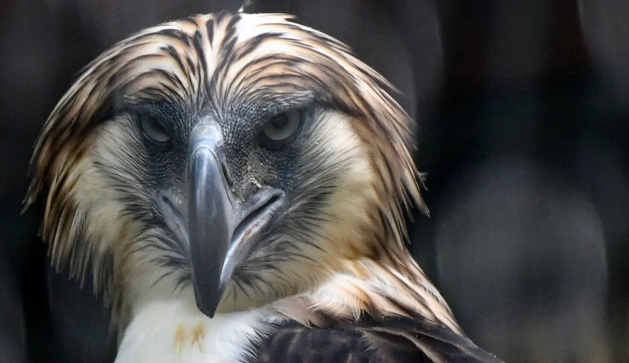 Seekor elang jantan Filipina bernama Geothermica terlihat di Jurong Bird Park, Singapura, Rabu (27/11/2019).  Singapura memamerkan dua elang yang terancam punah yang dipinjam dari Filipina sebagai bagian dari program pengembangbiakan untuk meningatkan populasi hewan tersebut. (AFP Roslan Rahman)