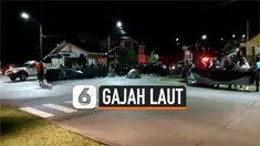vertical gajah