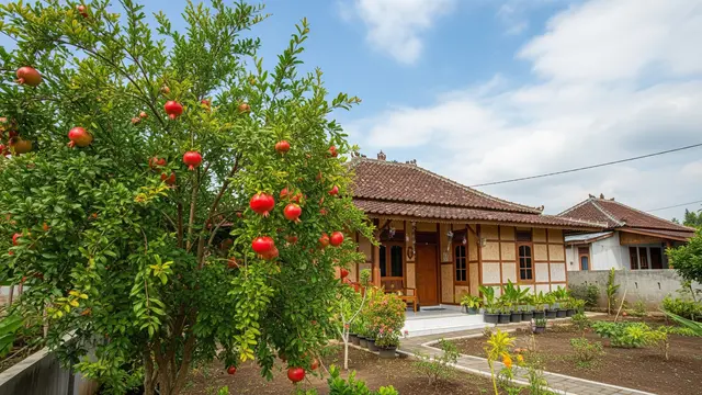 Pohon Buah yang Tidak Membuat Tetangga Khawatir karena Akarnya Terkendali